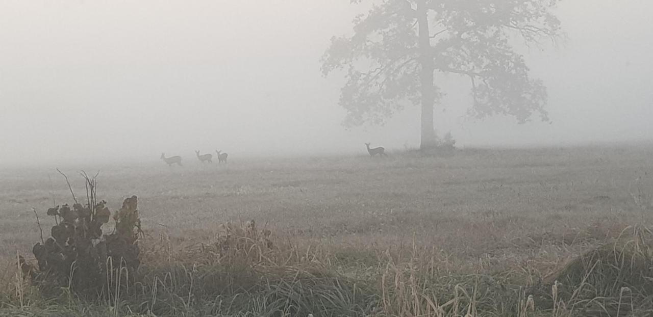 Zdalnie Z Lasu - Siedlisko W Puszczy Bialowieskiej Narewka Buitenkant foto