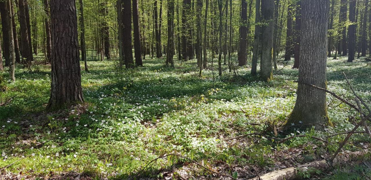Zdalnie Z Lasu - Siedlisko W Puszczy Bialowieskiej Narewka Buitenkant foto