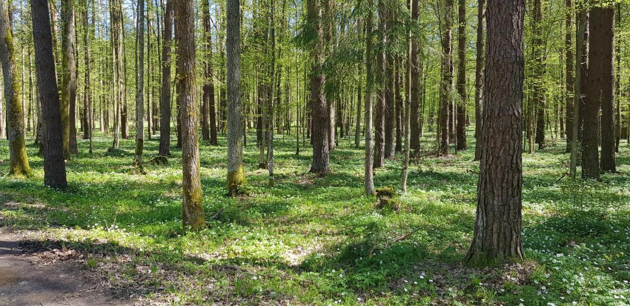 Zdalnie Z Lasu - Siedlisko W Puszczy Bialowieskiej Narewka Buitenkant foto